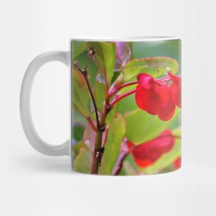 Dragon Wing Begonia Mug